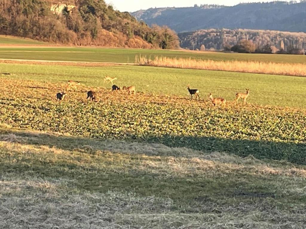 Schoene Unterkunft Naehe Schweiz Gottmadingen Exterior foto